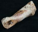Struthiomimus Toe Bone - Montana #8454-1